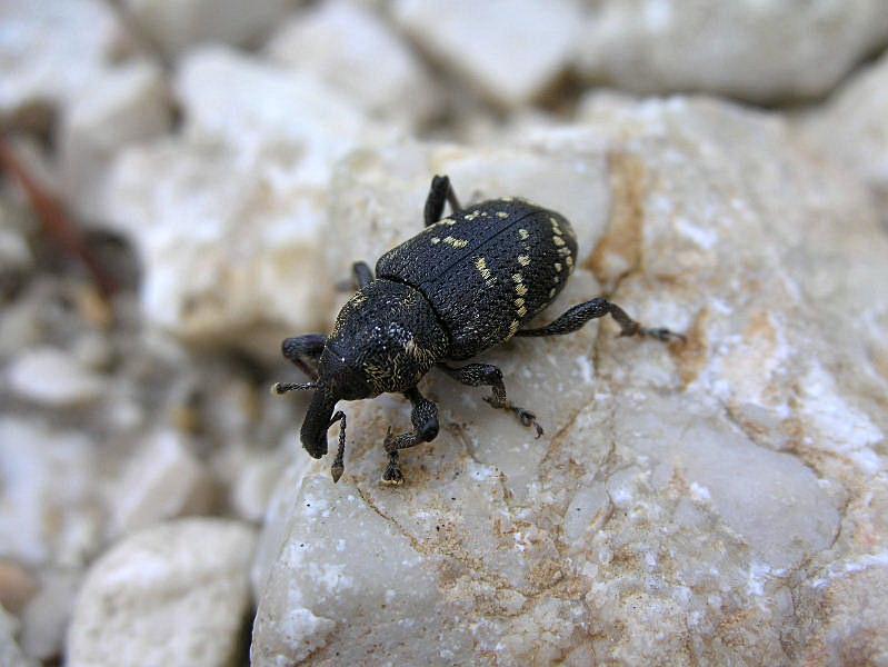 Curculionidi del genere Hylobius